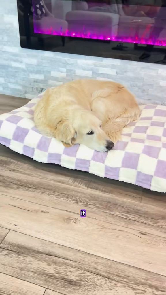 Lesure dog beds are by far the best dog beds I’ve owned. 

Size references: the blue bed is a large (dog is 75lb). The purple bed is a XL (dog is 90lb). My sofa blanket is a size twin (fits both)

Dog bed, calming dog bed, Lesure, dogs, pets

#LTKGiftGuide #LTKFindsUnder100