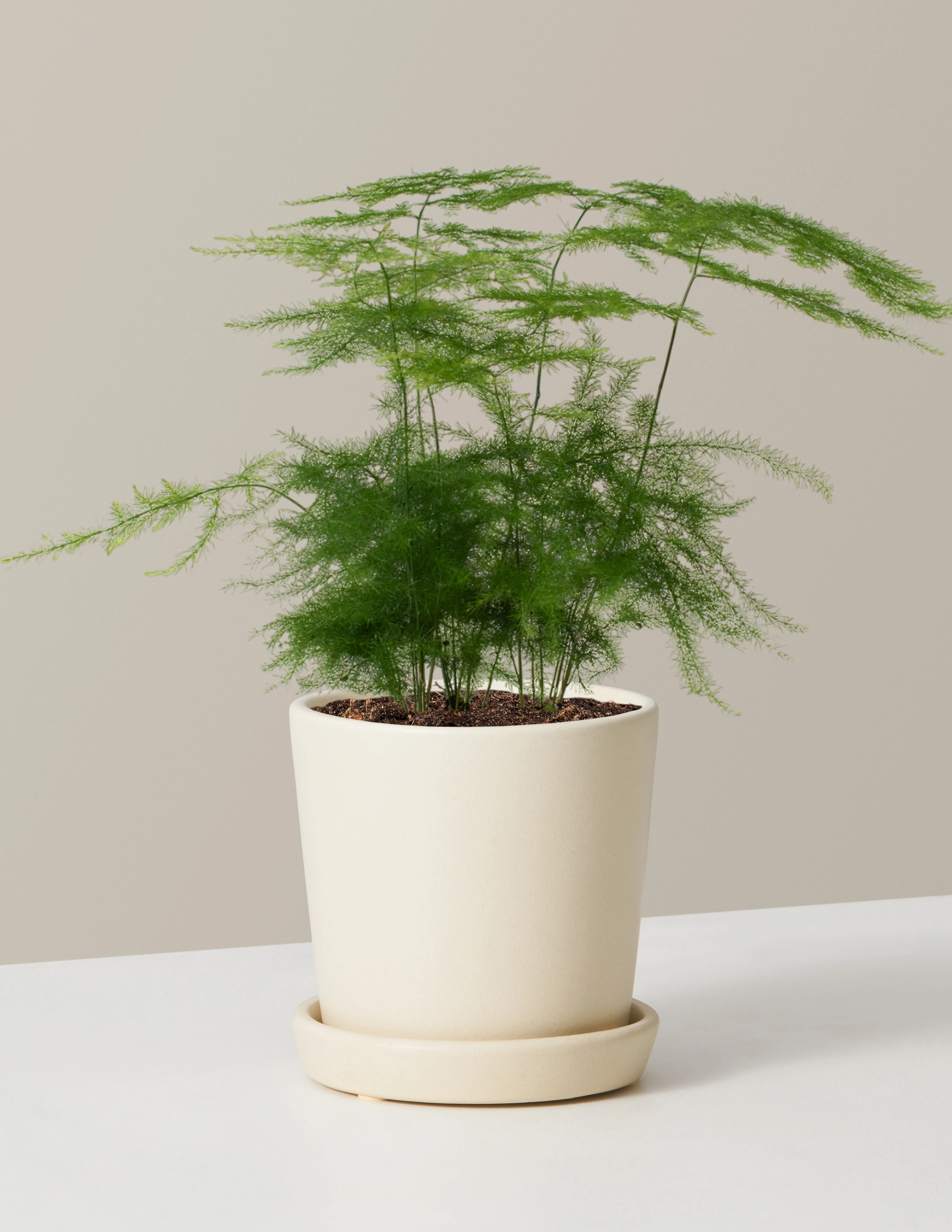 Plumosa Fern
   $68
      $38
       
        44% OFF | The Sill