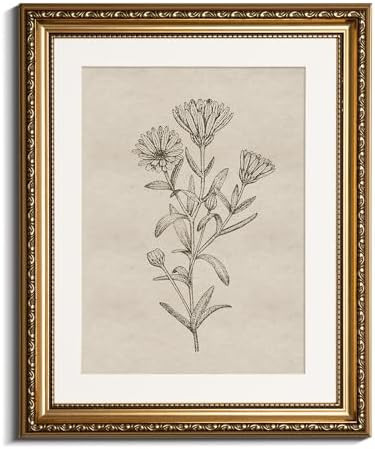 InSimSea Gold Picture Framed Wall Art, Living Room Bathroom Vintage Minimalist Botanical Pictures... | Amazon (US)