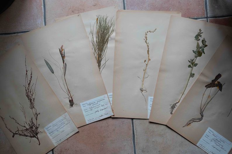 Old Swedish Herbarium 6 Plates - Etsy | Etsy (US)