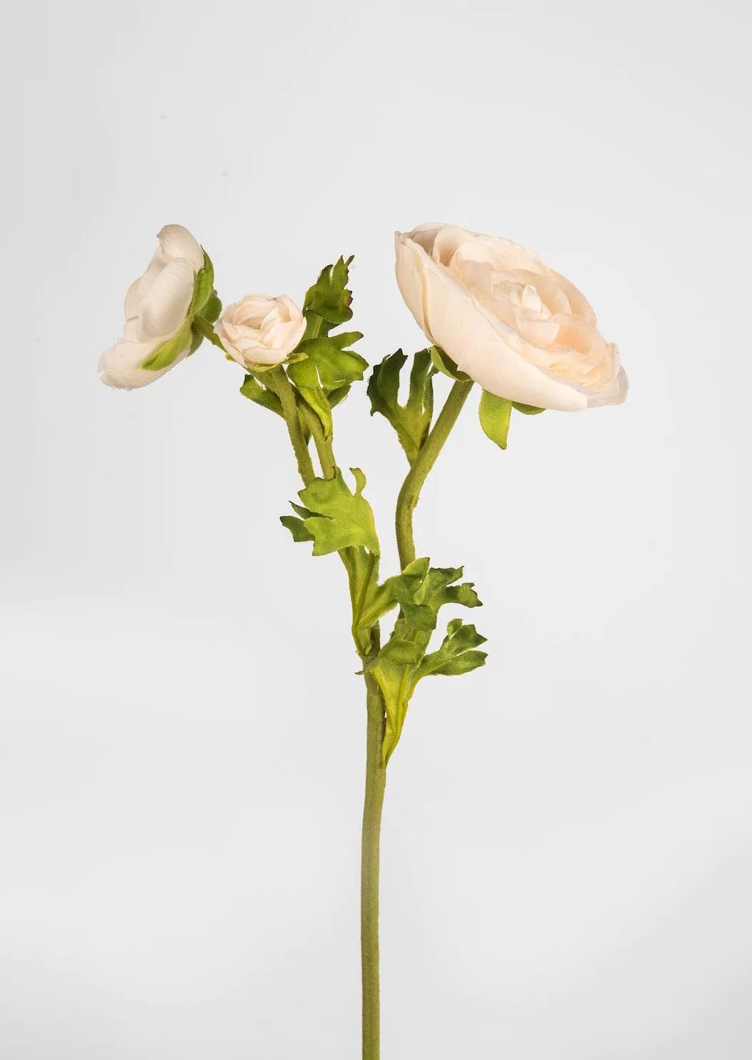 Beige Real Touch Ranunculus Flowers - 21.5" | Afloral