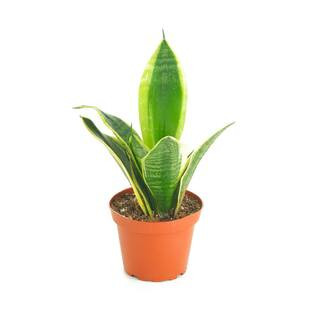 Sansevieria Laurentii Snake Plant, Easy Care Tropical Houseplant in 4 in. Grower Pot | The Home Depot