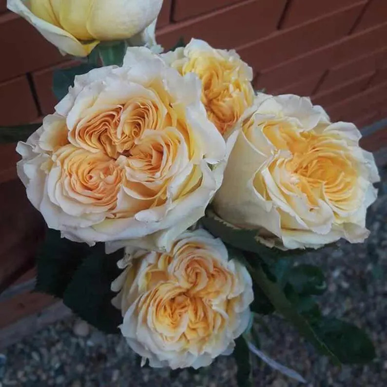 Wedding X-pression 婚礼激情 - Etsy | Etsy (US)