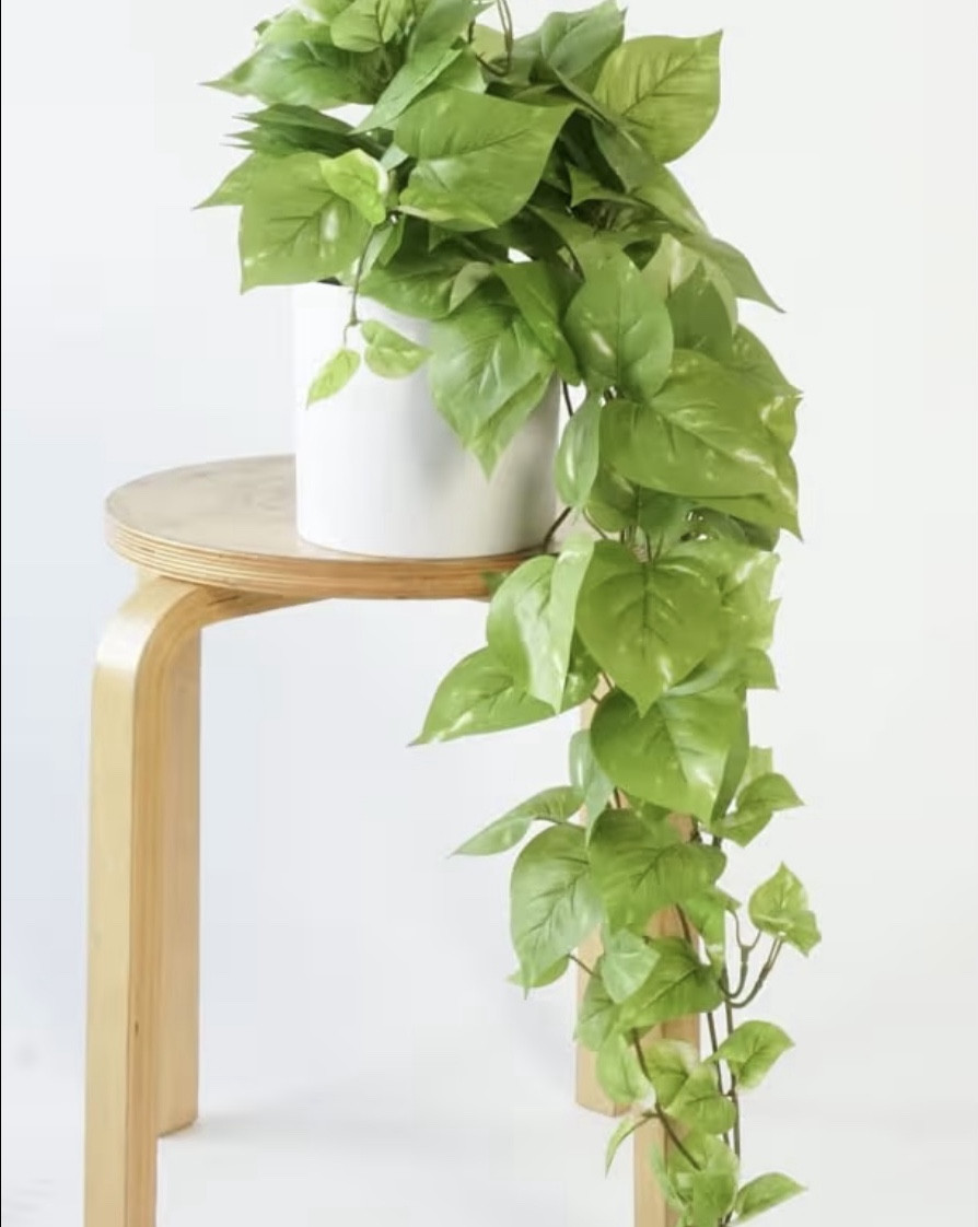 I love live pothos so much but this is such a realistic faux dupe from Amazon!

#LTKdayinmylife #LTKSaleAlert #LTKHome