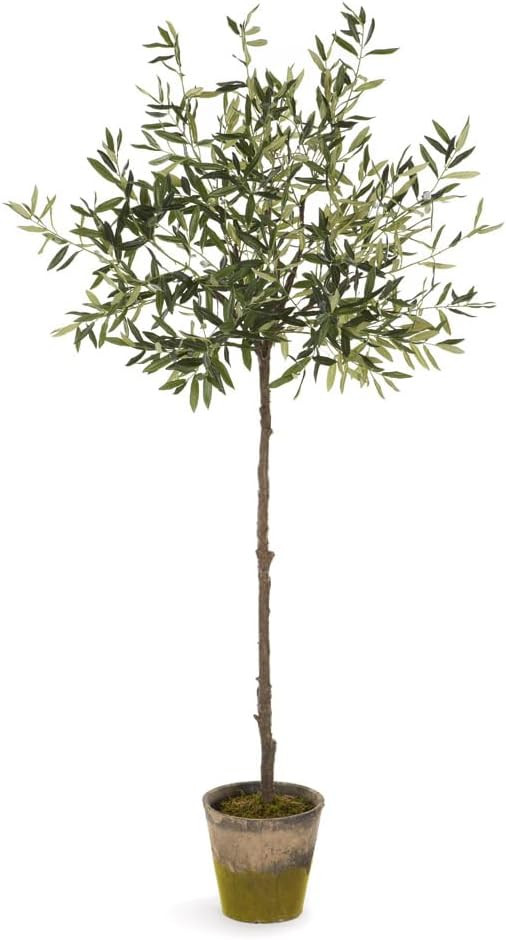 NAPA Home & Garden, Olive Tree in Moss Pot 69" | Amazon (US)
