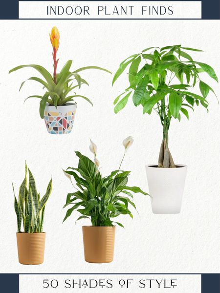 Sharing some great indoor plants that are affordable and will add some great touches to your home for spring and summer. 

Indoor plants, indoor plant finds, walmart plants, affordable indoor plants

#LTKfindsunder50 #LTKover40 #LTKhome
