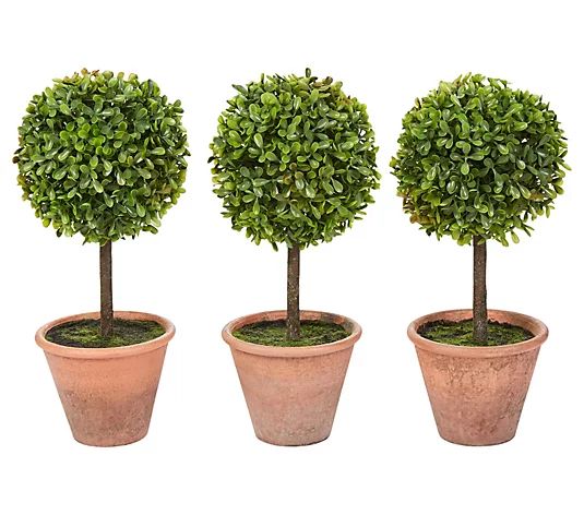 Nature Spring Set of 3 Potted Boxwood Topiary Ball - QVC.com | QVC