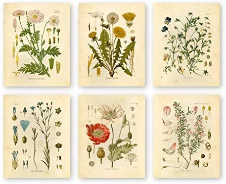 Ink Inc Botanical Prints Wildflower Prints Floral Wall Art - Set of 6 - 8x10 - Unframed | Amazon (US)