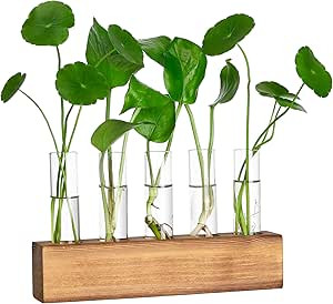 Plants Propagation Station, Plant Propagation Tubes, Gifts for Plant Lovers Office Desk House Gar... | Amazon (US)