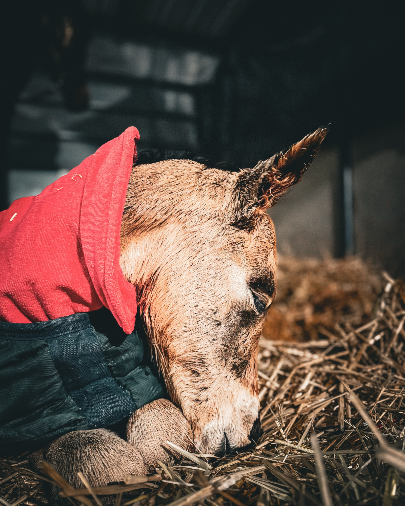 It was 16° outside last night when this baby was born. To get her dried off and keep her warm we used a dog bath towel and foal blanket. These are both great items to have in your foaling  kit, regardless of the time of year. 👍🐴

#horse #amazonfinds #foaling #farmlife 

#LTKPets #LTKFindsUnder50 #LTKU
