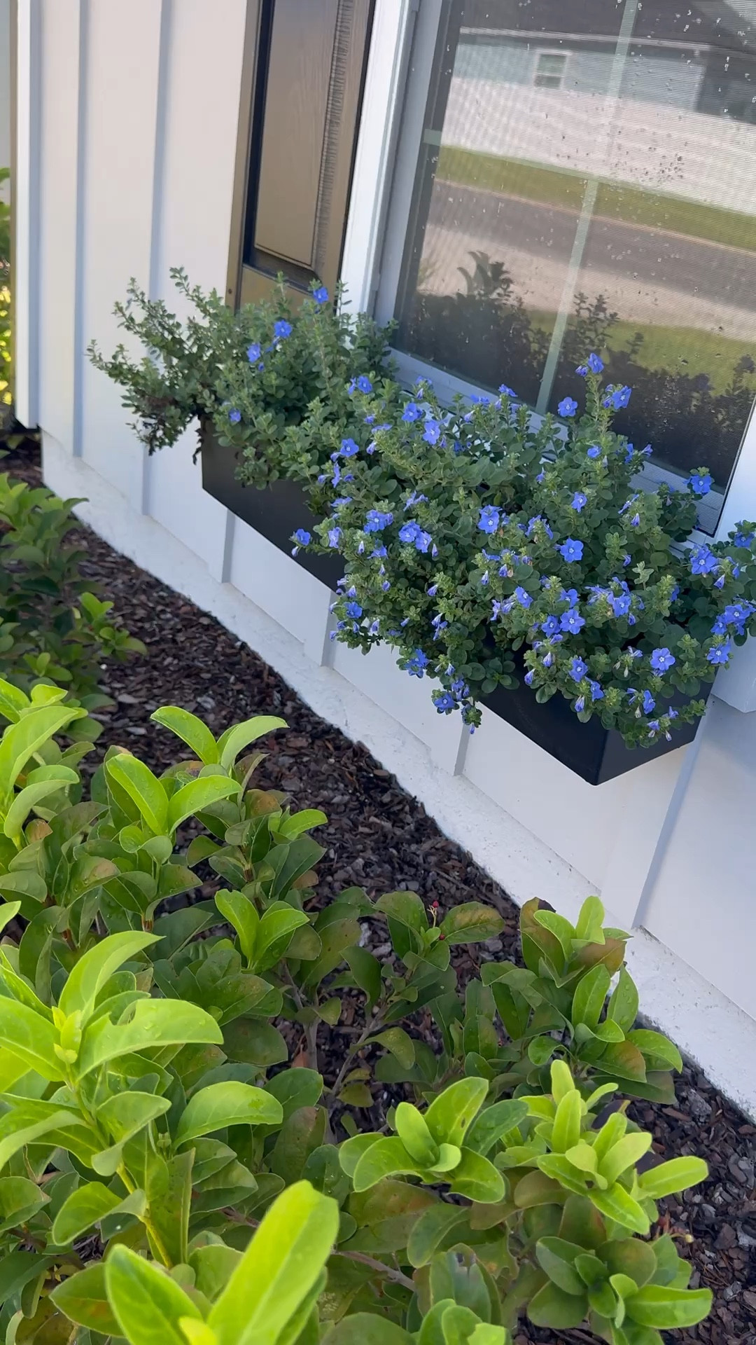 There is just something romantic and charming about a window flower box 🥹 every window in my house needs one. I love them! Nancy Meyers home vibe 

#LTKHome #LTKFindsUnder100 #LTKStyleTip
