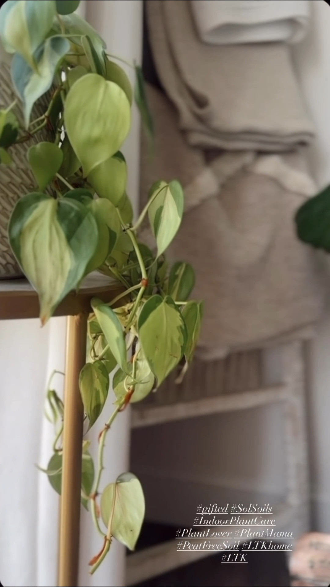 Just got the dreamiest PR package from Sol Soils and I’m officially obsessed 🌱 This brand creates high-quality, chunky, peat-free soil blends that help prevent root rot and support healthy plant growth—perfect for all my indoor plant babes. Each mix is handcrafted and designed to mimic the natural environments our plants actually love. They even offer natural soil additives like biochar and worm castings to give your plants the nutrients they need to truly thrive. If you’re a plant mama like me, you’re going to LOVE this brand! 💚
#gifted #SolSoils #IndoorPlantCare #PlantLover #PlantMama #PeatFreeSoil #LTKhome #LTK

#LTKFamily #LTKU #LTKSeasonal