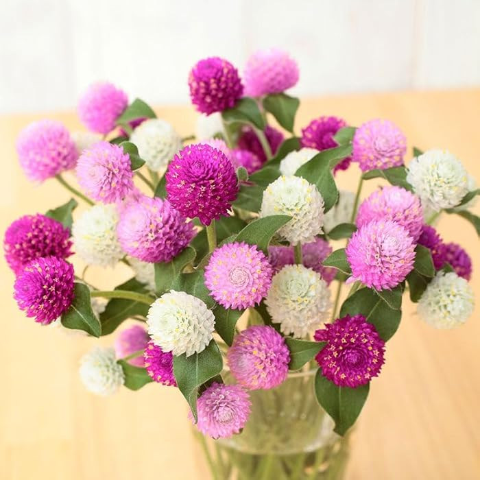 Eden Brothers Gomphrena Seeds - Ping Pong Mix | Amazon (US)