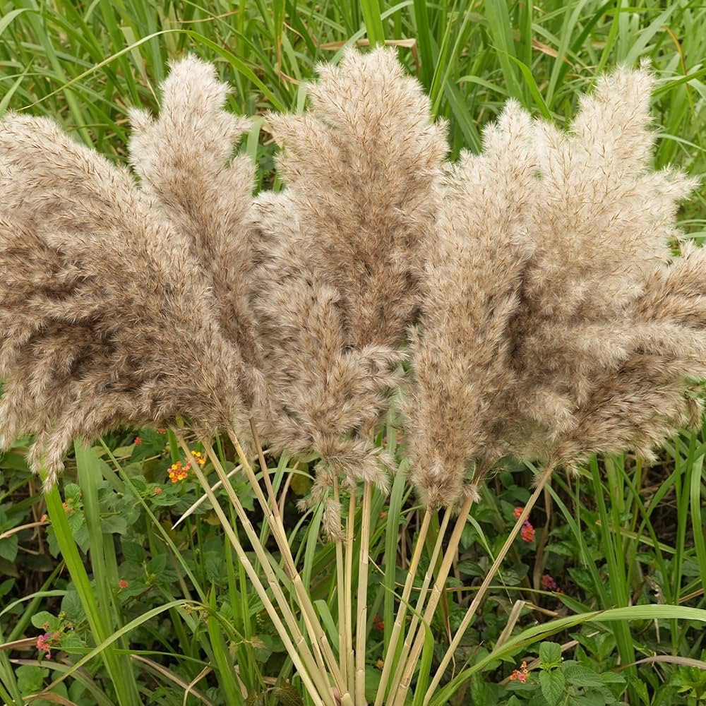 30-inch Tall nature Pampas Grass Bouquet Decor - Boho Flowers and Feathers for Centerpieces, Perf... | Amazon (US)