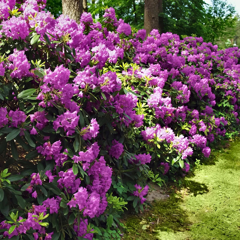 Autumn Royalty Encore Azalea | Plant Addicts