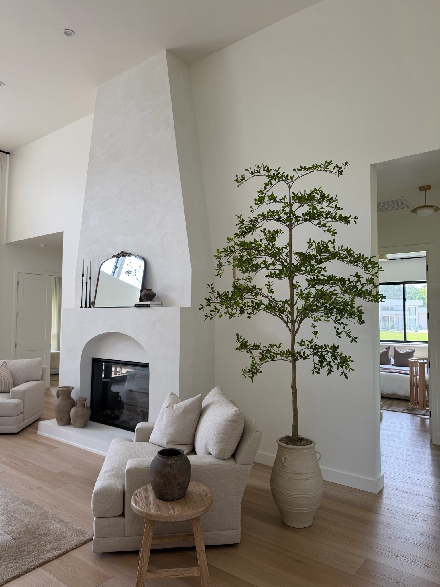 The most beautiful shady lady olive tree and under $400!