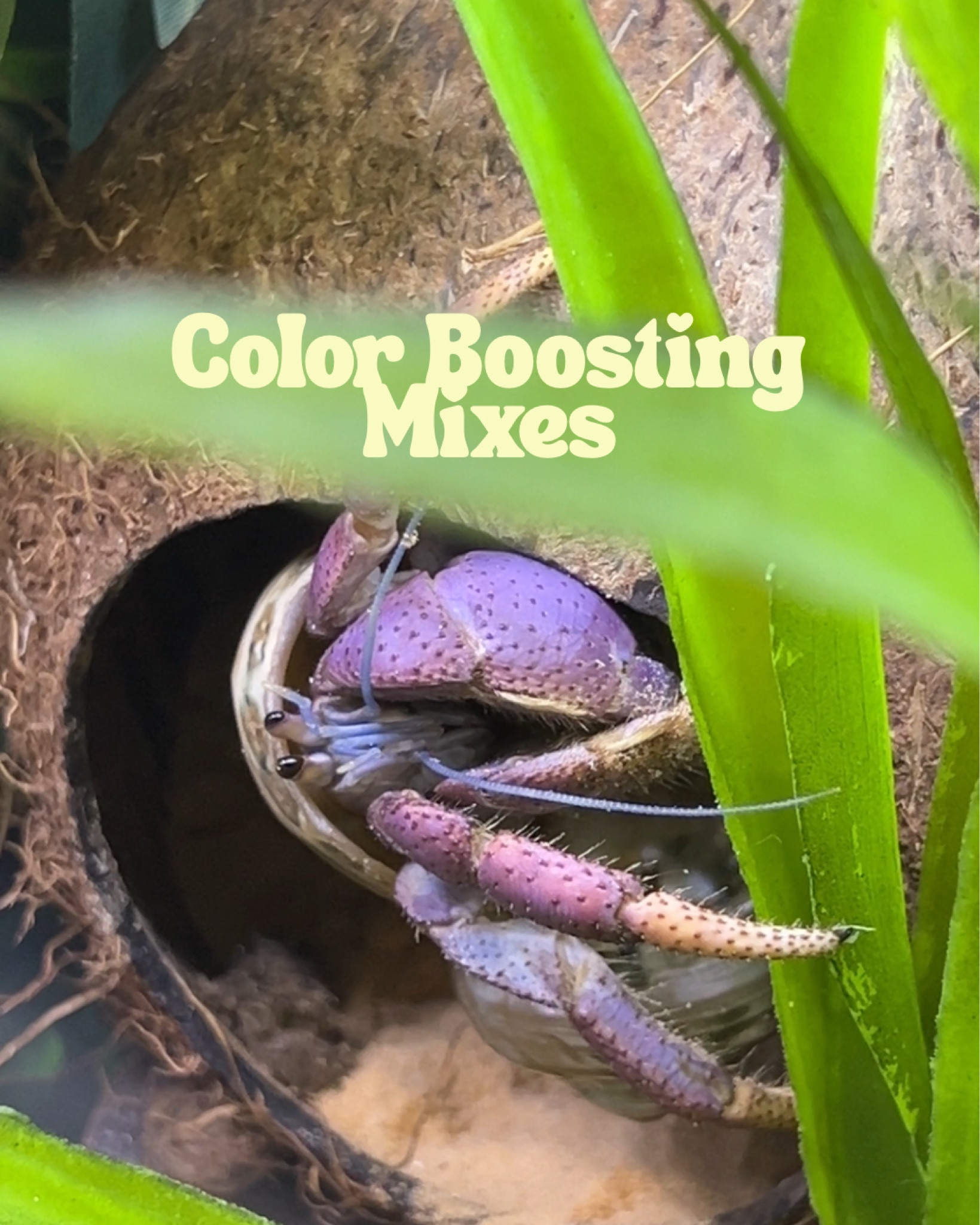 Color boosting mixes for hermit crabs