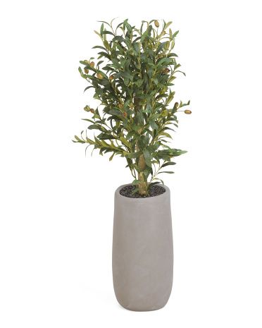 41in Olive Tree In Cement Pot | TJ Maxx