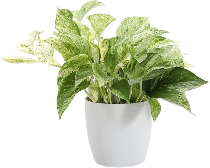 Thorsen's Greenhouse Marble Queen Pothos, Live Indoor Plant, 10 Inches, Classic Pot Cover (White) | Amazon (US)