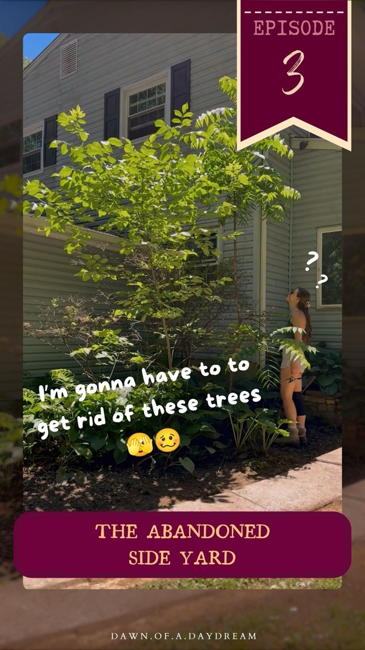 Why does everyone say that hostas are a grandma plant?? 😶 I love them ! They DO NOT die! What more could you want 🤷‍♀️

Would you have kept them or bought new plants for this space ?? This a budget friendly project, more specifically my budget is $0, so you best believe I will be keeping my grandma plants and trying to make them look a little more intentional and a little less wild 😅

Also can you believe those trees are only a year old?! They just popped up out of nowhere! I normally don’t like removing trees but they were way too close to the house for the rate they were growing so they had to go 😬

I had lots of great ideas for the rocks in the first episode and somebody said I should make a path with them… do you think there’s a way I can add them to this path or would I need to start from scratch?? 🤔

 If you have any other ideas send them my way! 💗