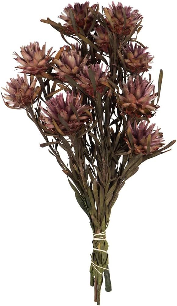 Vickerman Purple Orchid Plumosum Flower 20" Long Stem | Amazon (US)