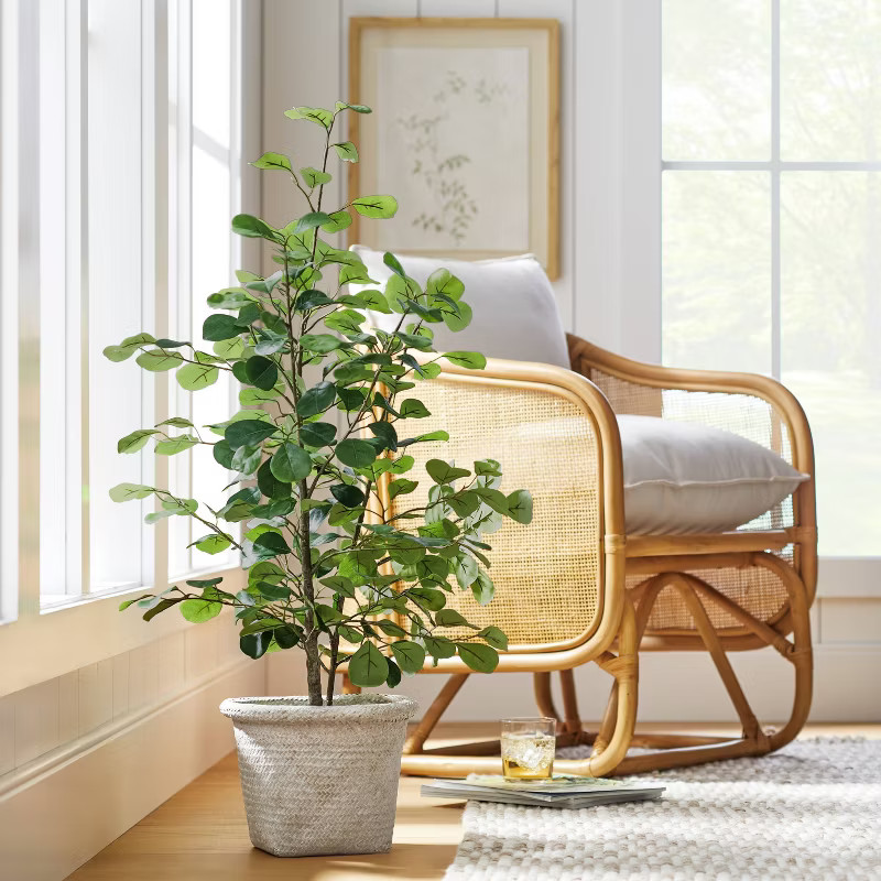 Small Triangle Ficus Tree - Threshold™ designed with Studio McGee | Target
