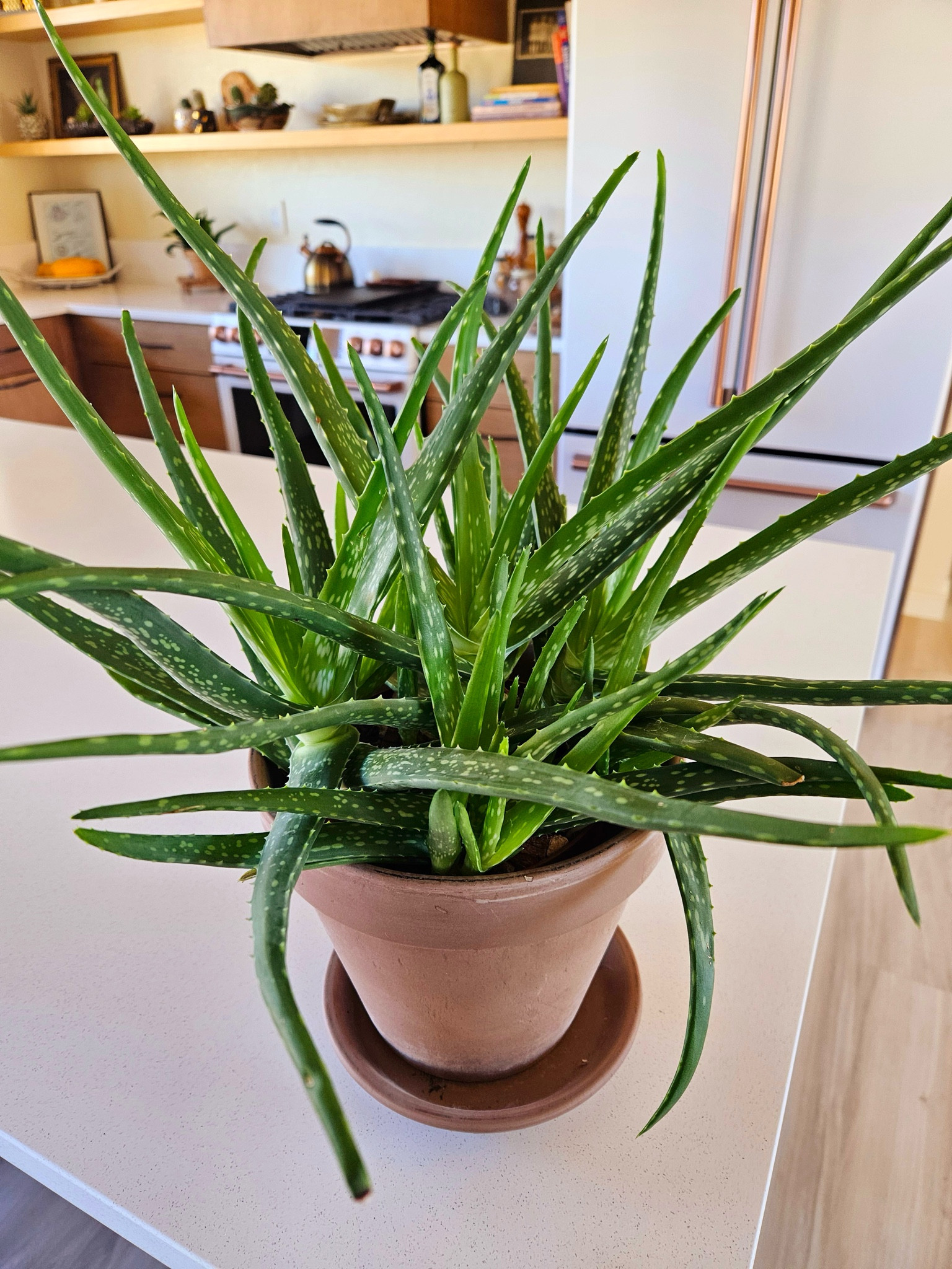 Aloe Vera is an easy care plant, shop Aloe Vera plants and a matching Terracotta Pot here. #houseplants #plants #indoorplants  #plant lover  #houseplantclub #plant #plantlife #indoorjungle #plantmom #plantaddict #plantlove #succulents #amazon #planters

#LTKhome #LTKfindsunder100 #LTKfindsunder50