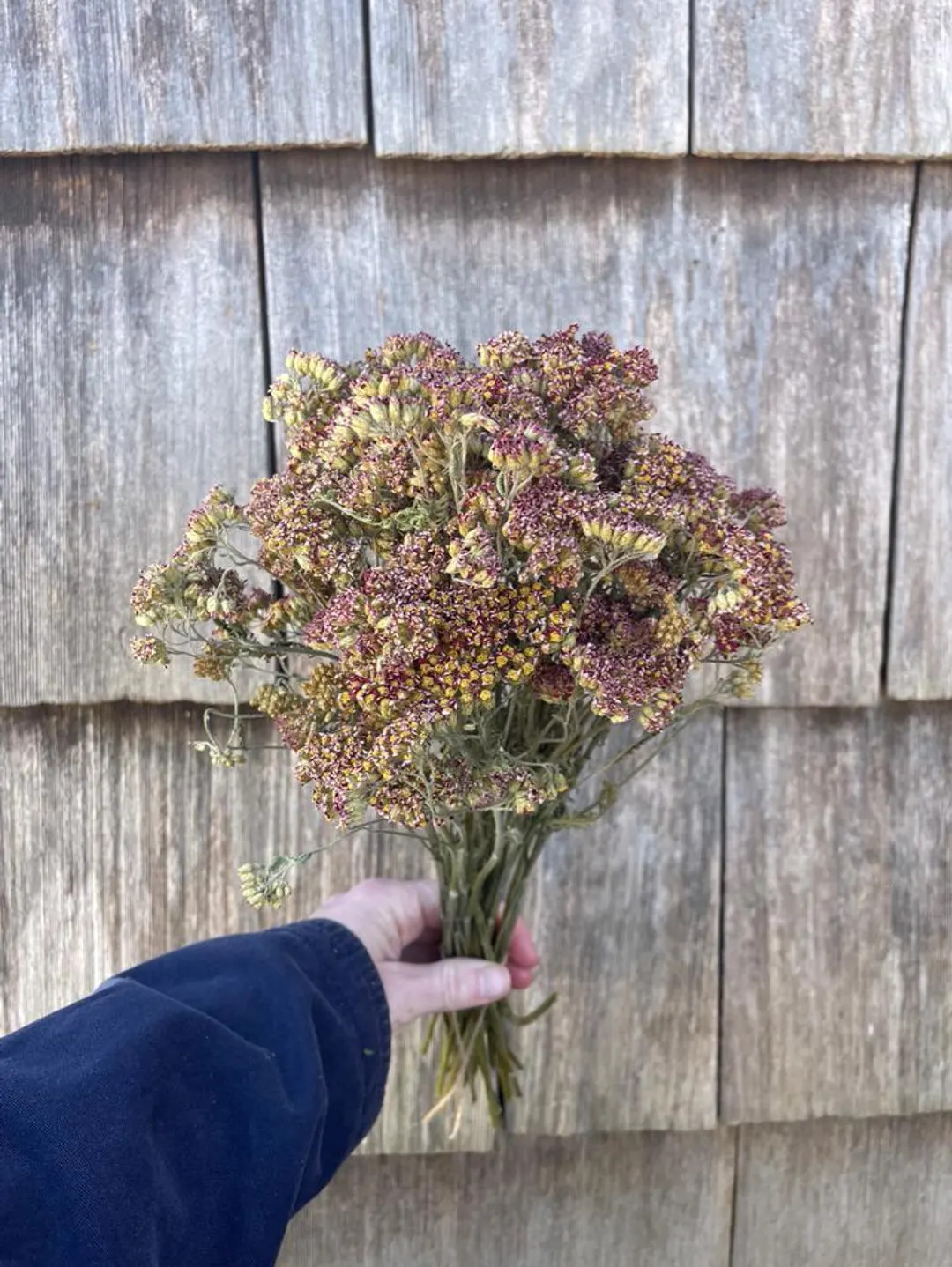 Dried Dark Pink Yarrow Flowers, Small Farm Grown - Etsy | Etsy (US)