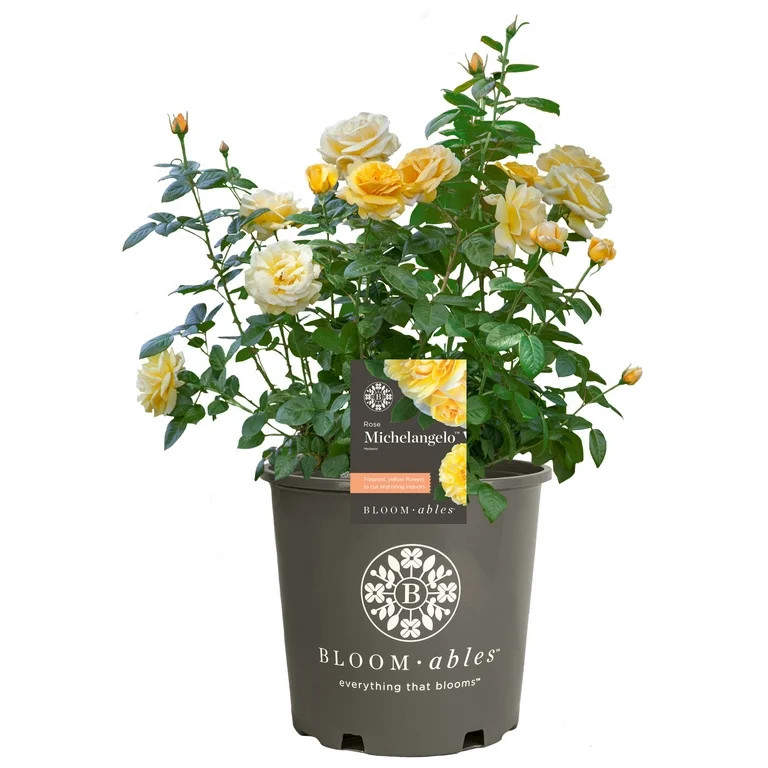 Scentables™ Live Bareroot Michelangelo ™ Hybrid Tea Rose with Full Sunlight - 2 Piece | Walmart (US)