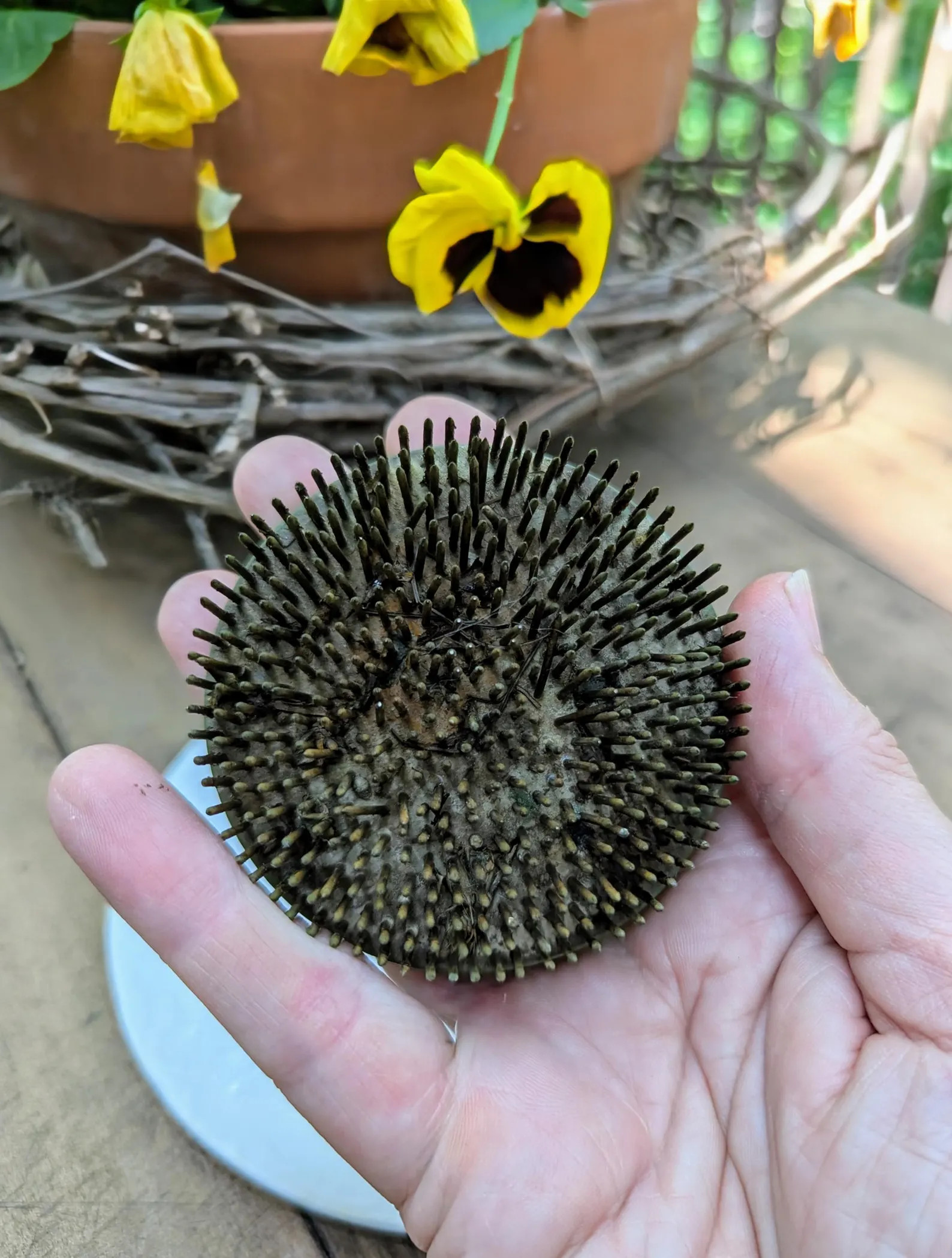 Vintage Metal Spike Flower Frog, 3" Diameter, Flower Arranging Supplies, Photo and Card Display -... | Etsy (US)