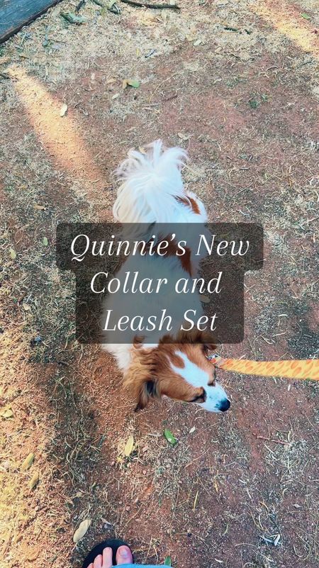 Quinnie is in love with her new collar and leash set. It is super thick, so it will last her for a long time. Plus walks in the park are just so much fun, she loves running, walking and exploring even more now. I love that she feels safe enough to do that too.
Grab Yours Here: https://amzn.to/3yYEcip

#dogcollar #DogLeash #dogwalk #dogpark #dogparents #dogmomlife #dogsarefamily #dogsarethebest #dogsarelife #dogsareawesome #dogsarefamilytoo #cutedoggo #funnydogvideos #AmazonPets #founditonamazon #amazonfind 

#LTKHome #LTKFindsUnder50 #LTKVideo