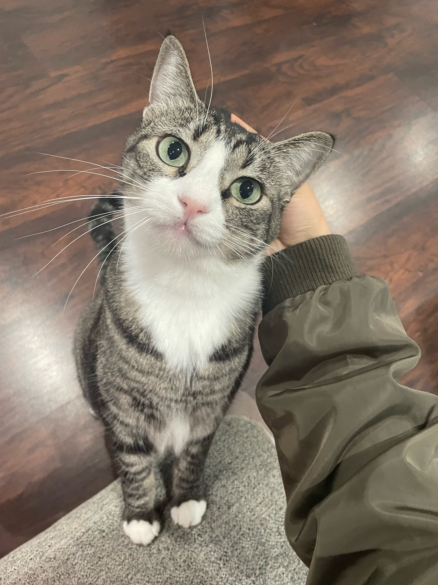 Pet bed on sale! ✨

#LTKFamily #LTKGiftGuide #LTKSaleAlert