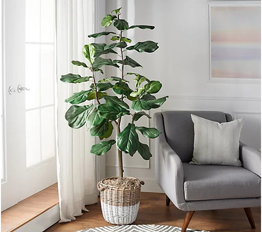 6' Faux Fiddle Leaf Tree in Starter Pot by Valerie | QVC