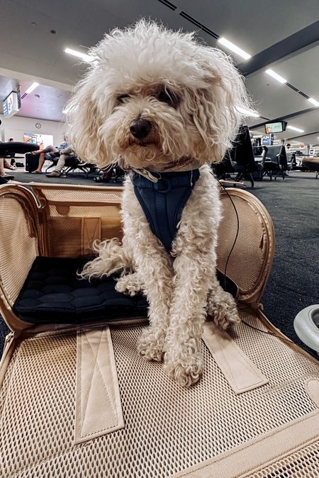 Cruz loves his Wild One carrier 🐶 perfect for travel and airlines - the harness is on #sale ! 

#LTKHoliday #LTKhome #wildone #travelbags #petcarrier #airlinepetcarrier #dogcarrier #catcarrier #airport #luggage #holidays #dogmusthaves #tsaapproved #dogharness #travelcarrier #LTKsalealert

#LTKtravel #LTKitbag #LTKfamily