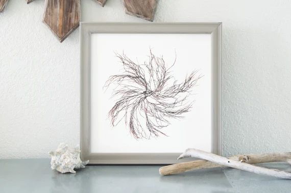 12"x12" Pressed Marine Red Algae Print - botanical art, plant press, beach, coastal12"x12" Pressed M | Etsy (US)