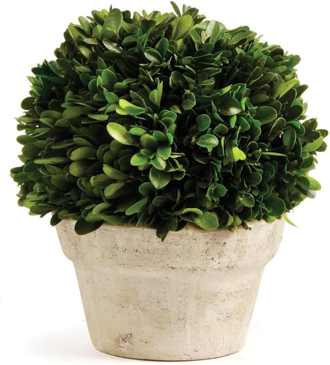 Napa Home & Garden Boxwood Ball in Pot Medium Medium Green/Tan | Amazon (US)