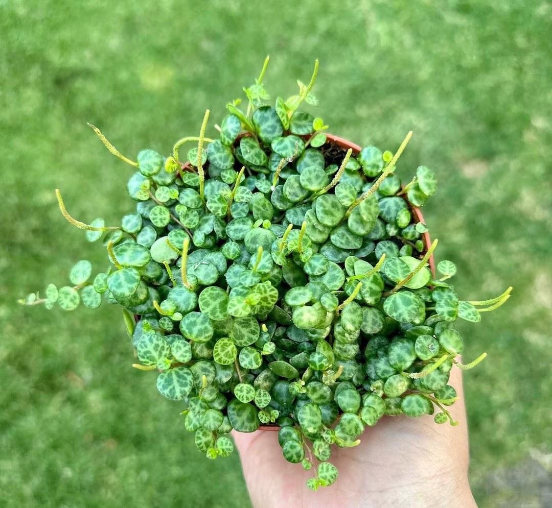 The String of Turtles is a charming trailing succulent with unique, turtle-shell patterned leaves that spill beautifully from shelves and hanging planters. Perfect for adding texture and personality to your home décor, this easy-care plant thrives indoors and looks stunning as it grows longer over time. Available in 2.5”, 4”, and 6” pots, it’s a versatile favorite for both new plant parents and seasoned collectors.
#StringOfTurtles #TrailingSucculent #HangingPlants #SucculentLovers #HouseplantDecor #IndoorPlants #PlantLovers #HomeDecorPlant #EtsyPlants

#LTKSeasonal #LTKHome #LTKFindsUnder50