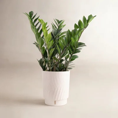 Costa Farms Zamioculcas Zamiifolia ZZ Plant | AllModern