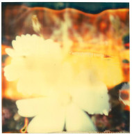 Wildflower (The Last Picture Show) Photography by Stefanie Schneider | Saatchi Art