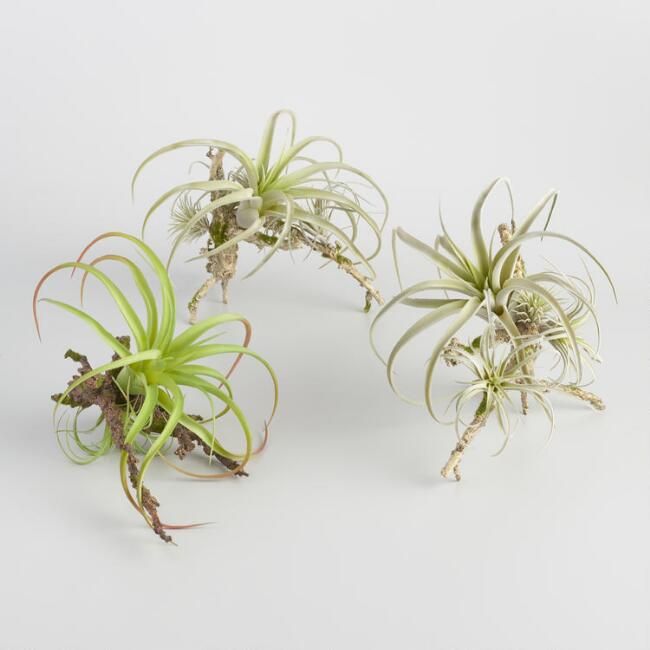 Faux Air Plants on Twigs Set of 3 | World Market