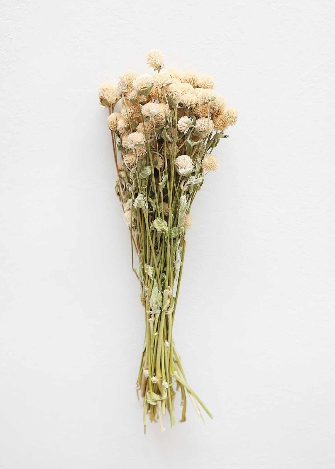 Air Dried Flowers Globe Amaranth in Cream Beige - 14-18" Tall | Afloral (US)