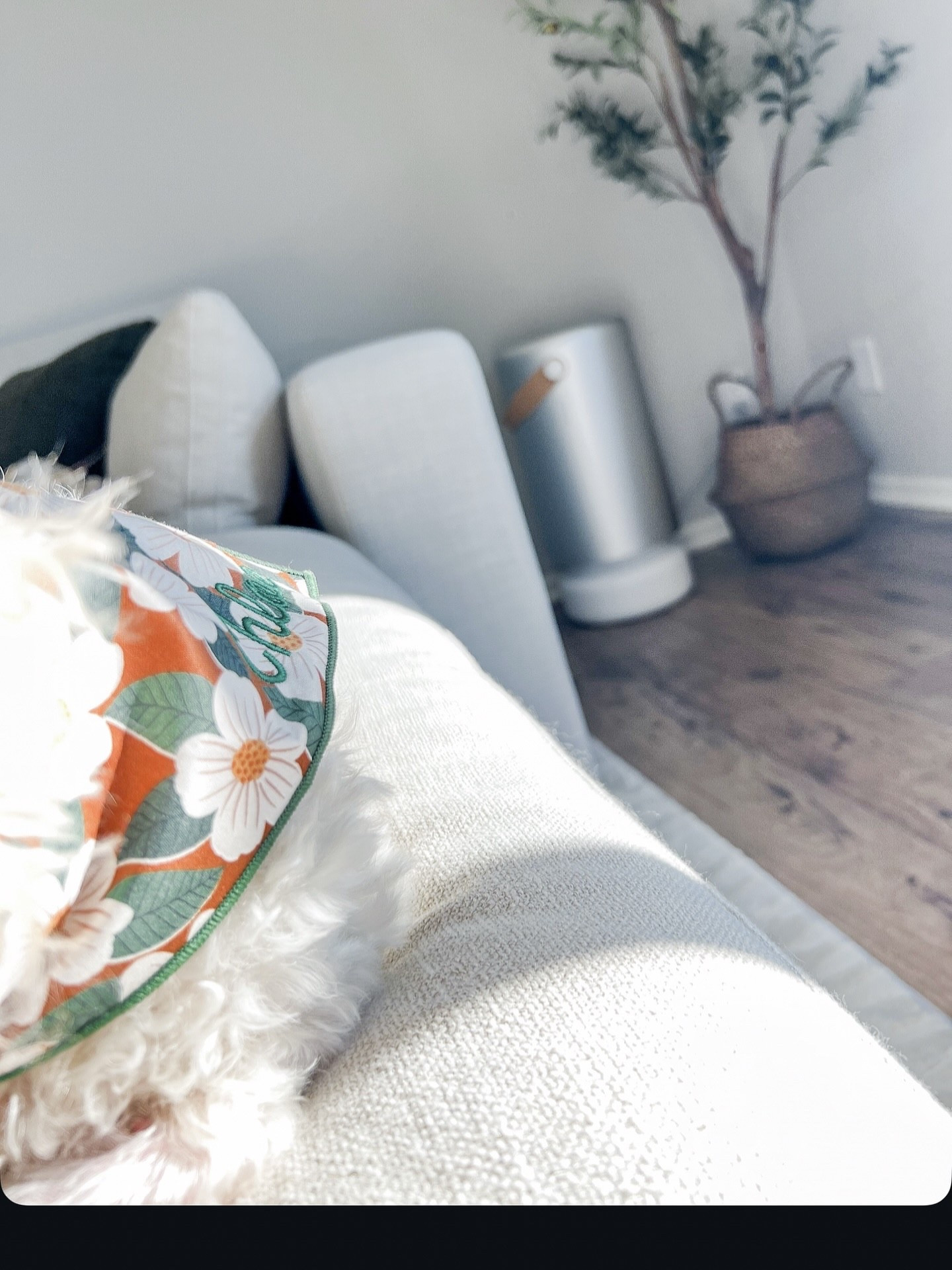 Allergy season? Not in this house!
.
.
.
.
.
#Molekule #PetAllergies #DogMomLife #CavachonLove #DogLifestyle #PetWellness #AllergyRelief #PetParents #DogMomCommunity #HealthyHome #AirPurifier #HomeWithPets #DogAllergies #PetHealth #FluffyFriend #CozyHome #DogInfluencer #PetCare #PetSafeHome #HomeVibes #AirQuality #BreatheEasy #AllergyFriendly #DogMomDaily #CavachonCorner #PetComfort #EcoHome #DogLoversClub #CleanAirClub #cavachon

#LTKHome #LTKGiftGuide