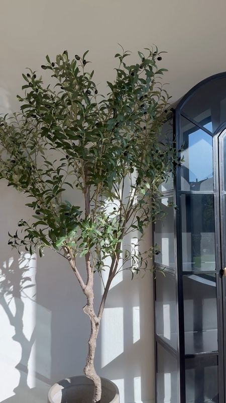 This stunning olive tree comes in two sizes and is perfect for adding greenery to any space! The planter comes in 3 sizes and comes in various colors! 

Shop below! 🫶🏽🤍🫶🏽

#LTKStyleTip #LTKVideo #LTKHome