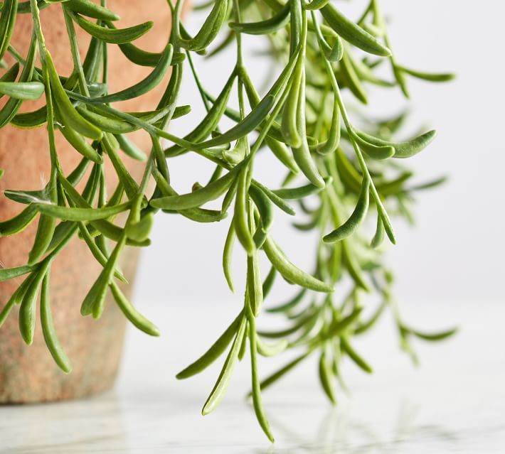 Faux Potted String of Fishhooks Plant | Pottery Barn (US)