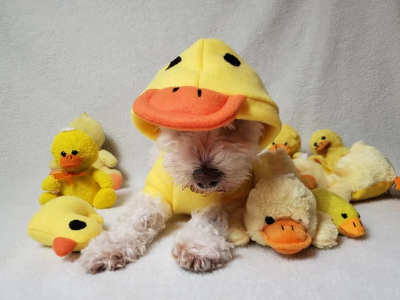 YELLOW DUCK fleece dog hoodie "Charlie's favorite ducky" Halloween Costume | Etsy (US)