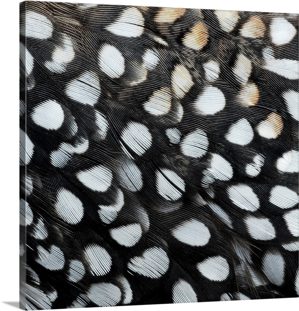 Loon Feathers Wall Art | Great Big Canvas - Dynamic