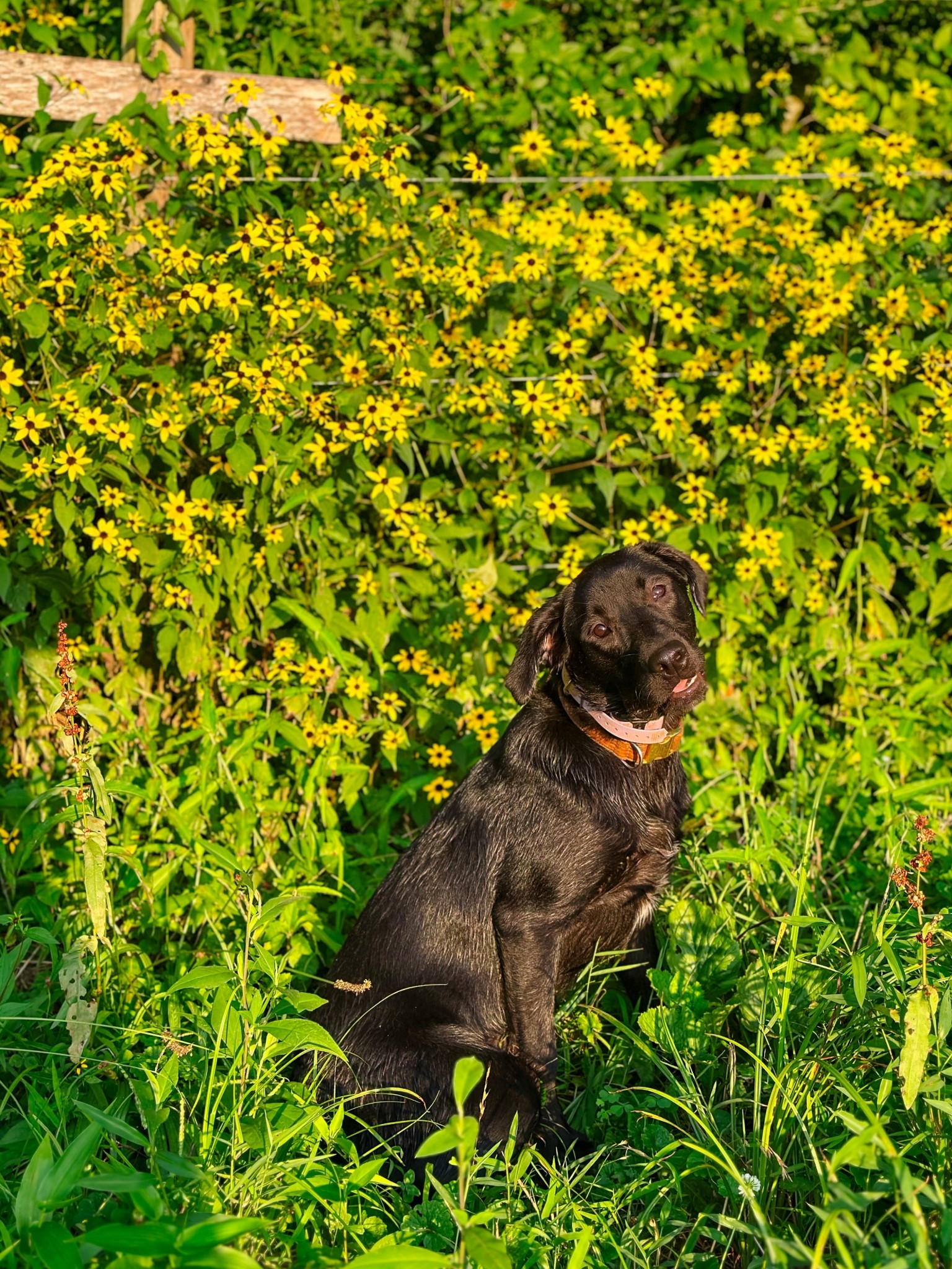Piper is home from camp!! 💜🌻 We have missed our girl SO much…but she did such a good job learning & having fun at training camp! Can’t wait to share all her learning soon ☺️🐾

#LTKPets
