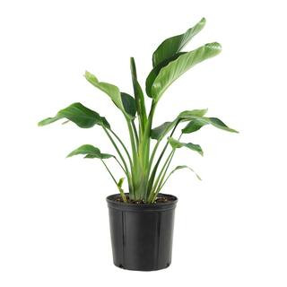 national PLANT NETWORK 10 in. Bird of Paradise Plant with White Blooms HD7669 - The Home Depot | The Home Depot