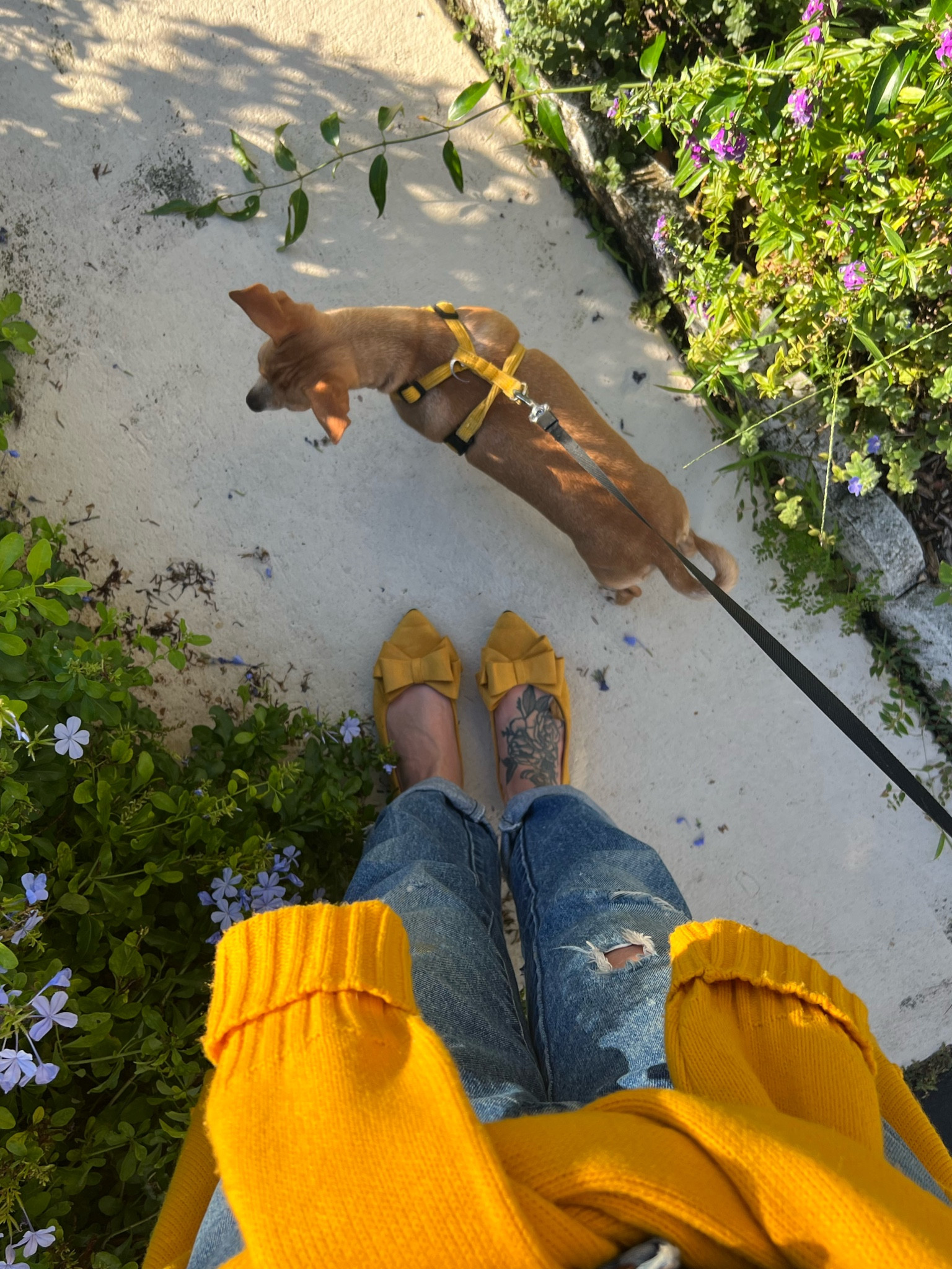 I bought these bow flats in 3 colors (they come in just about every color in the rainbow!) because they’re so cute, comfortable, and affordable. Less than $30 and free prime shipping! 

#LTKfindsunder50