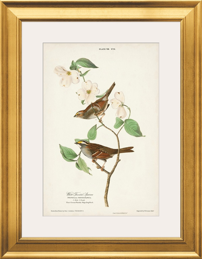 White-Throated Sparrow Wall Art | Great Big Canvas - Dynamic